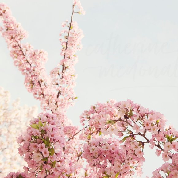 24 x 36 Cherry Blossom Photography,